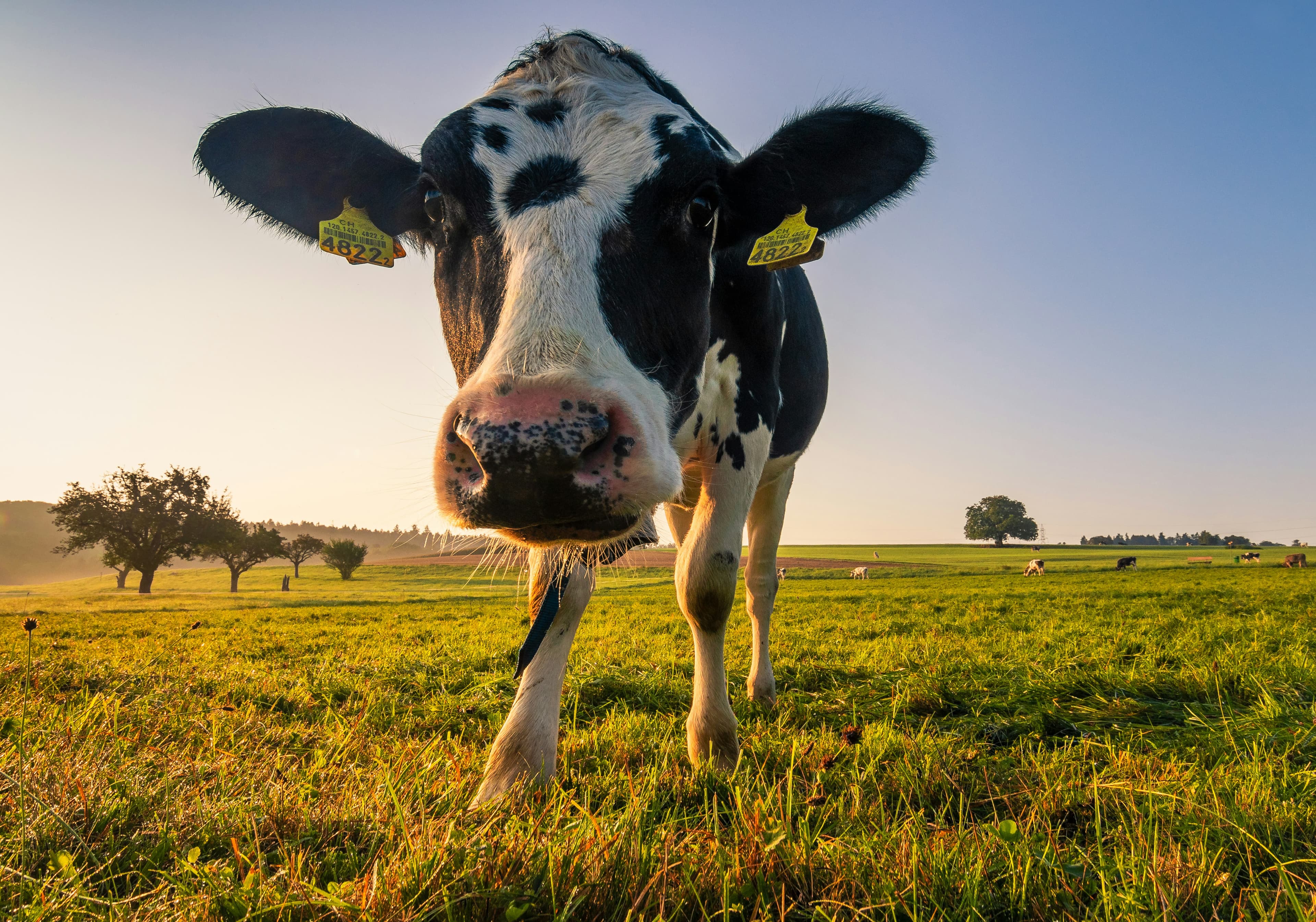 Holstein cow on pasture